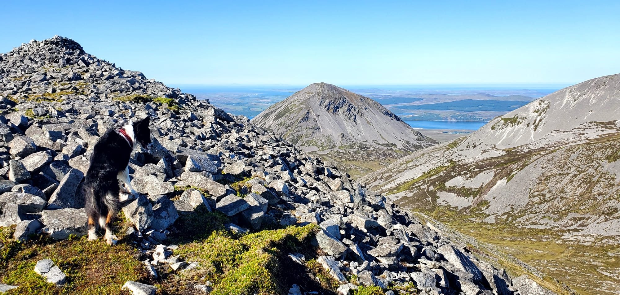 A collie dog clambering on rocks and scree in the top of a mountain on Jura.