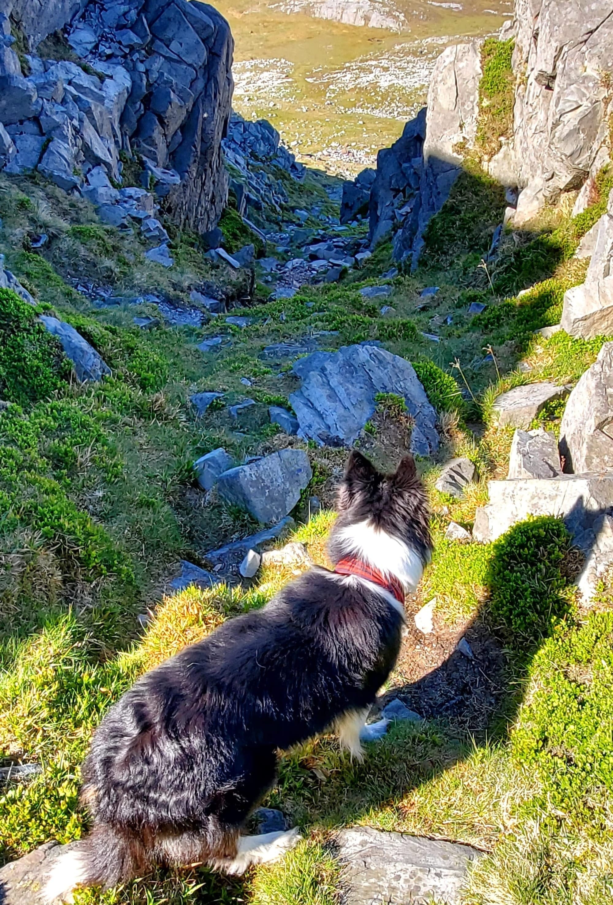Storm the Border Collie descends the hill through a rocky passage.