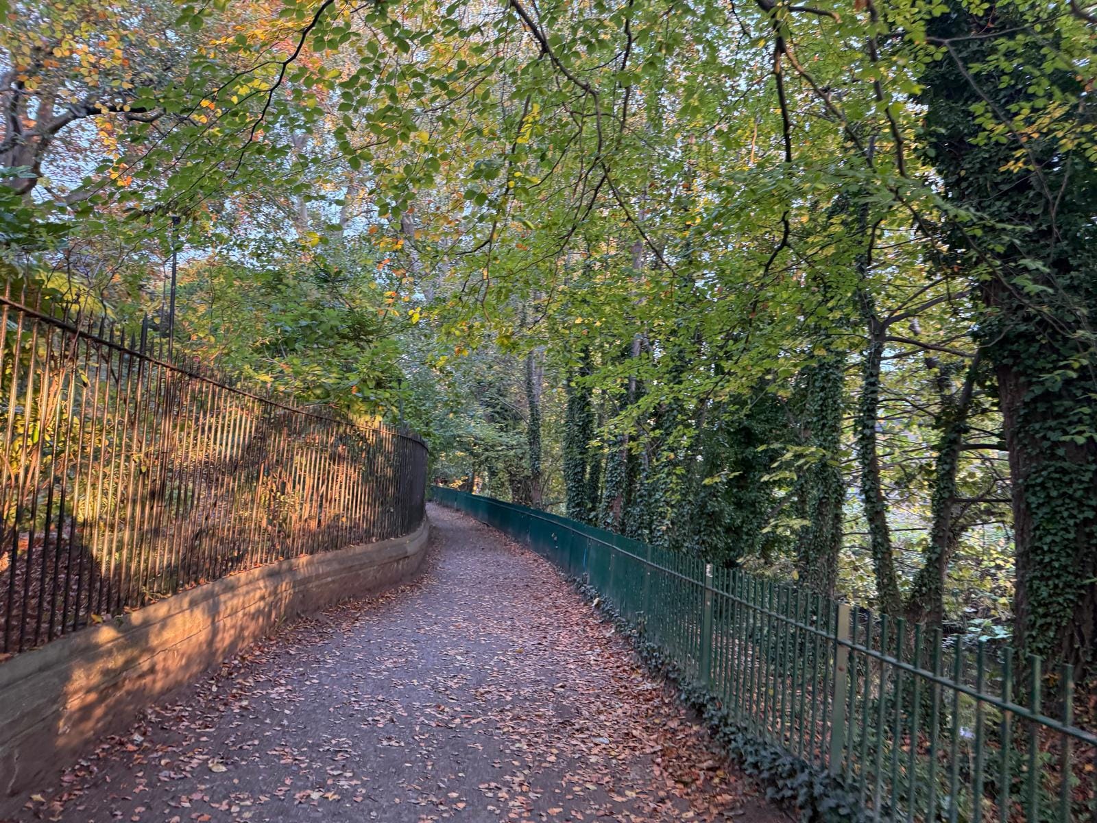 A leaf-strewn, fenced path next to lots of trees.