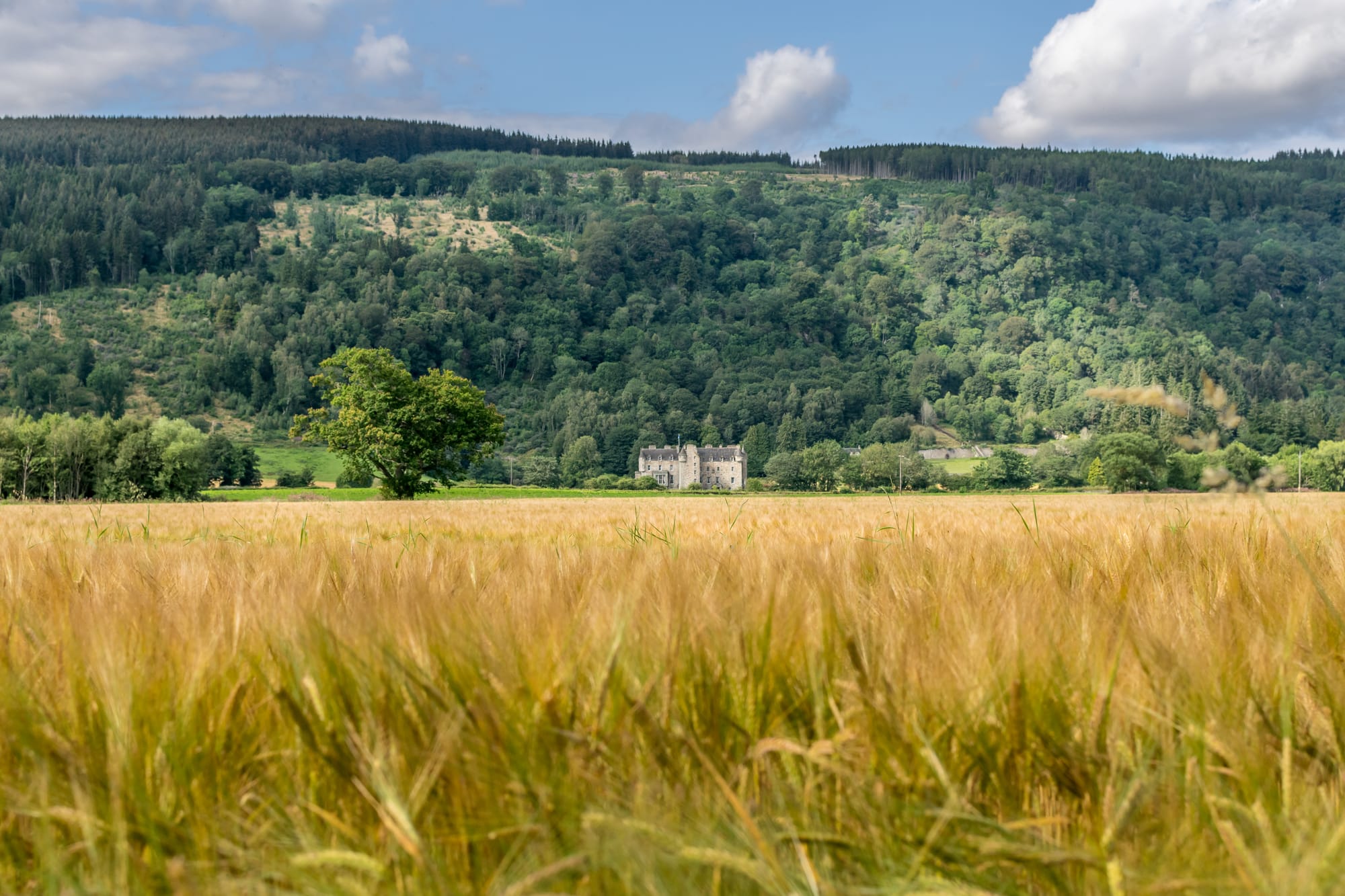 Castle Menzies is in the middle ground of the photo. The foreground shows golden fields of crops, and the background shows a hillside covered in green trees against a cloudy blue sky. 