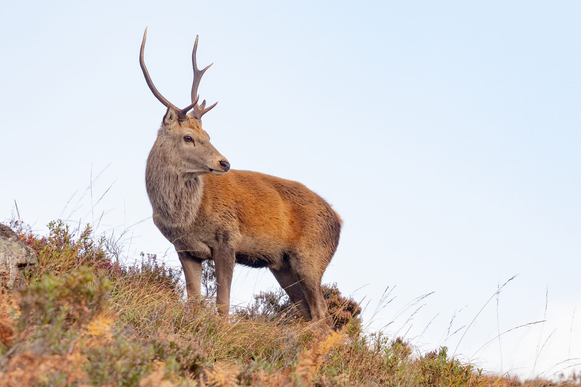 A red deer stag on a hillside.