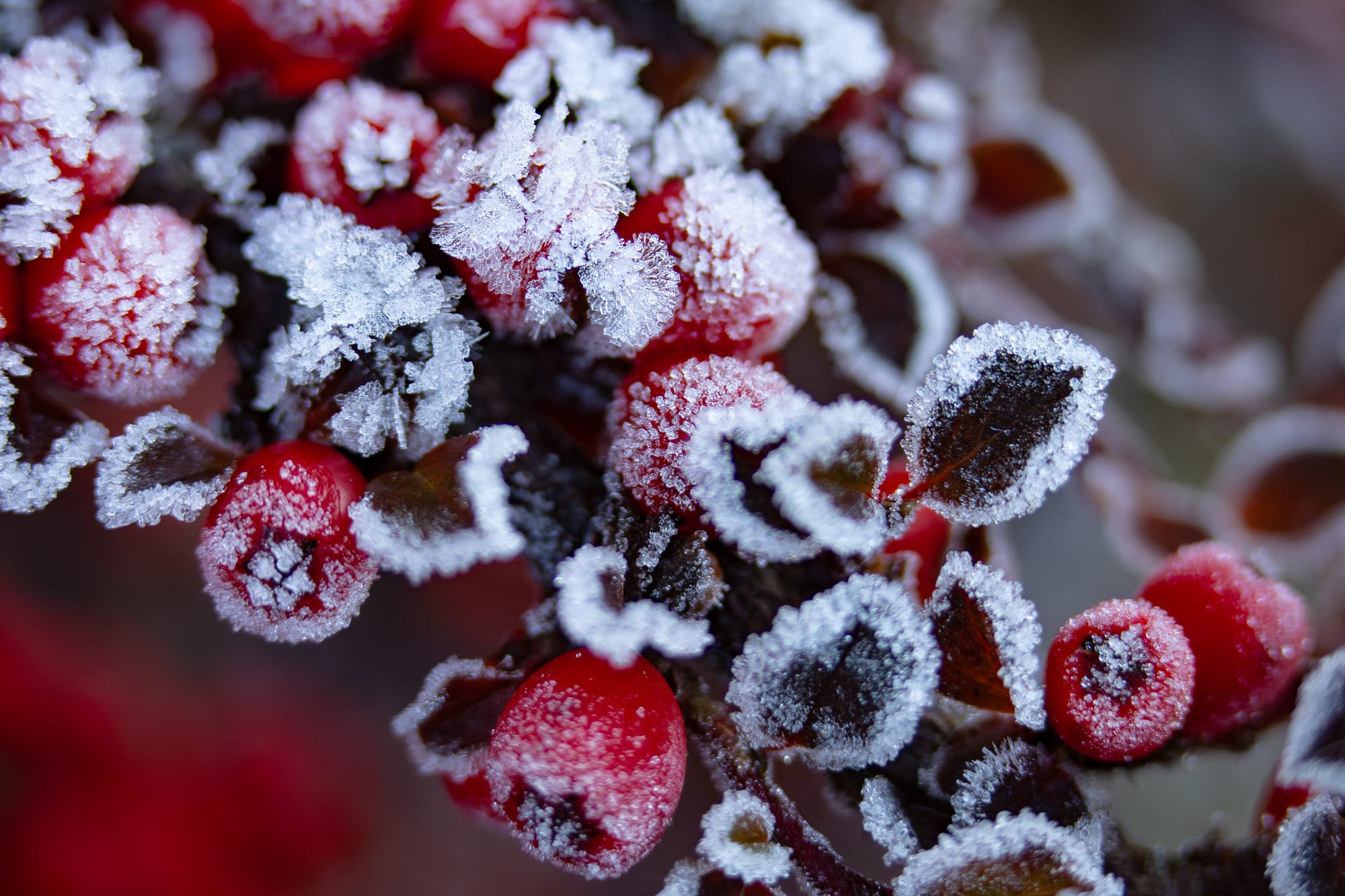Frozen berries on a twig.