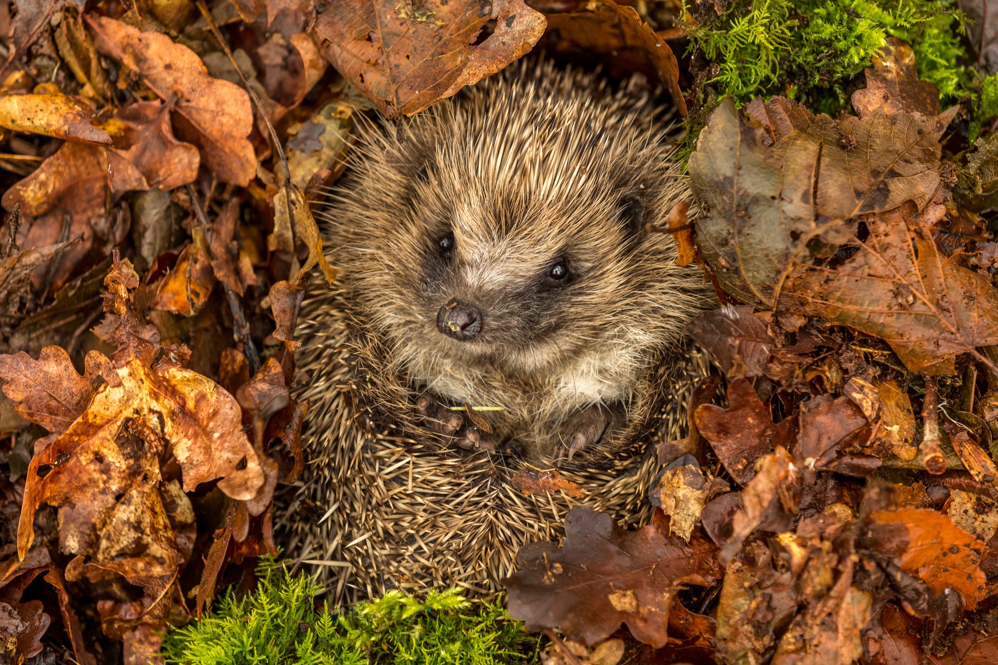 A hedgehog curled up in brown and orange leaves.