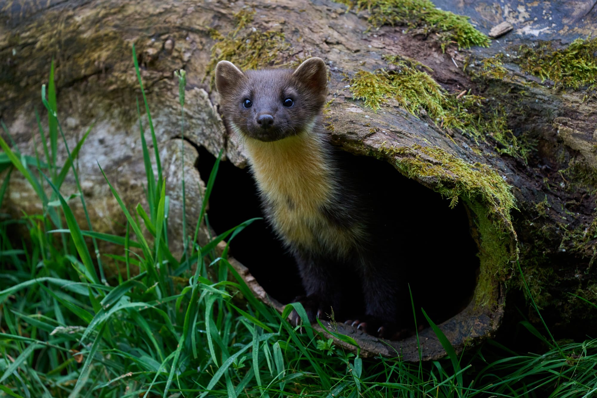A pine marten sitting in a hollowed out fallen tree.