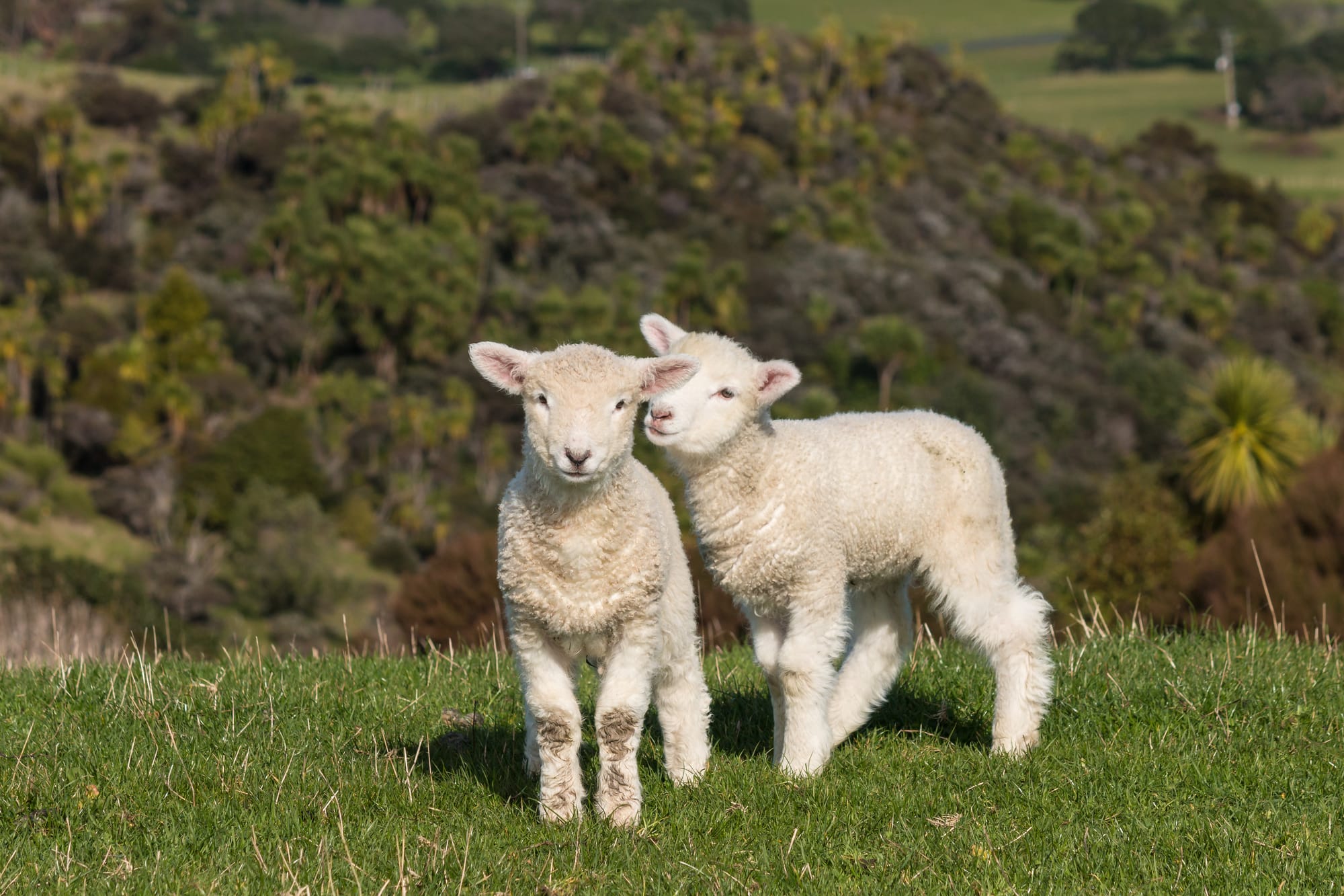 Two lambs in a green field.