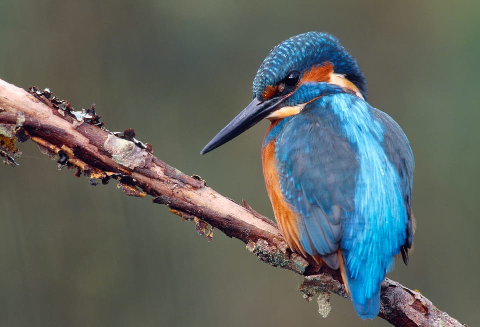A bright blue kingfisher with an orange breast sits in a branch.